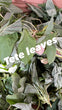 Pre Order Tete Vegetables (5 Bunches)