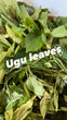 Pre Order Fresh Ugwu leaves  (5 Bunches)
