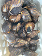 Live Snails (Pack of 3)