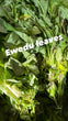 Pre Order Ewedu (5 Bunches)